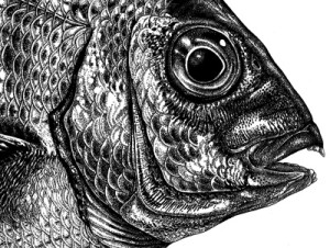  Pedro Salgado | Desenho científico. Sargo (pormenor) Tinta da china s/ scratchboard 